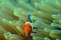  Clownfish anemone looking straight me.Nikon D100 Macro 60 lens me. me  
